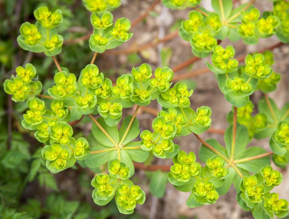 Image of Euphorbia helioscopioides specimen.