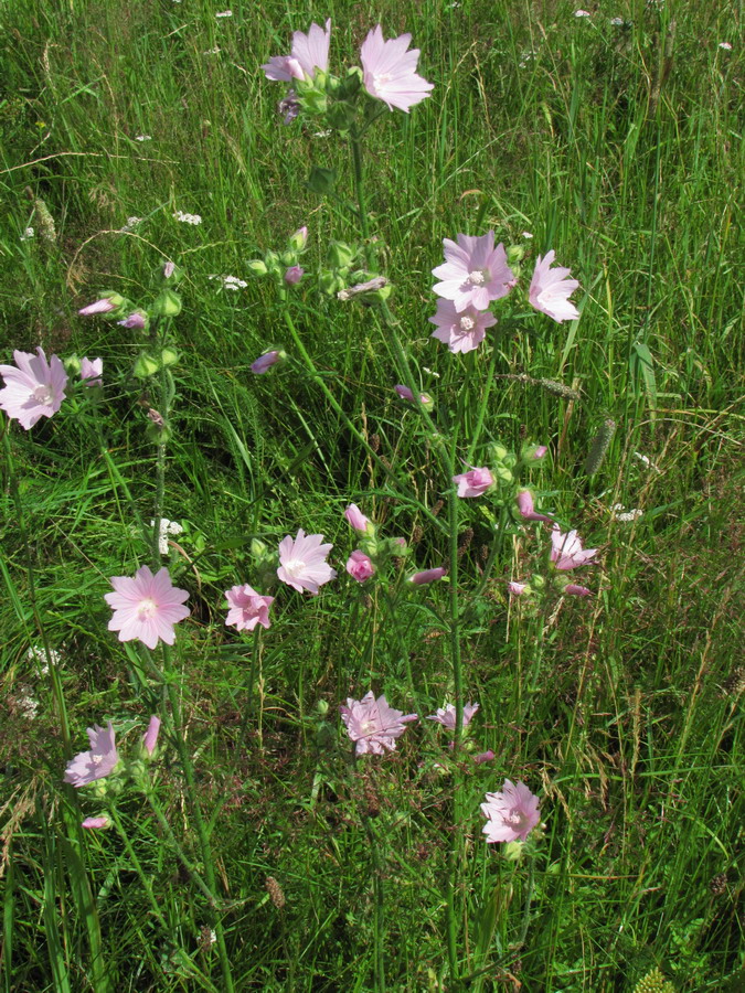 Image of Malva thuringiaca specimen.