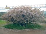 Cerasus nipponica