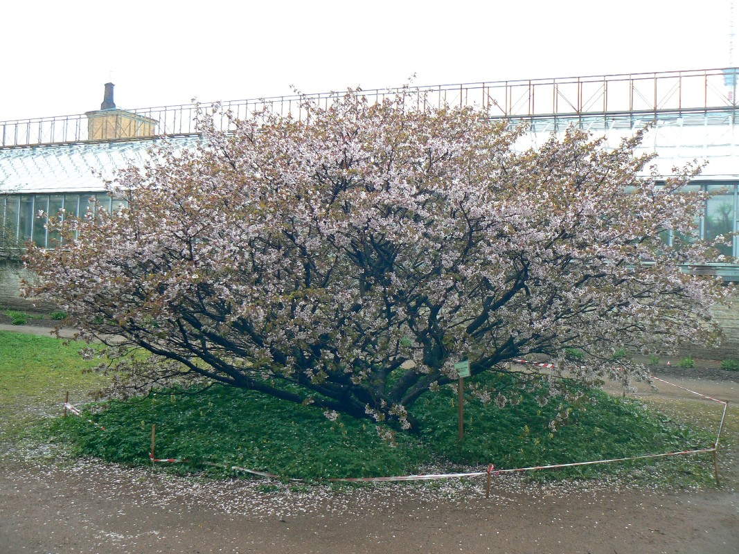 Image of Cerasus nipponica specimen.