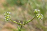 Valerianella dactylophylla. Верхушка цветущего растения. Узбекистан, Ташкентская обл., южный склон Чаткальского хребта, бассейн р. Ахангаран, водораздел Каттасая и Дукентсая выше пос. Янгиабад. 10.05.2019.