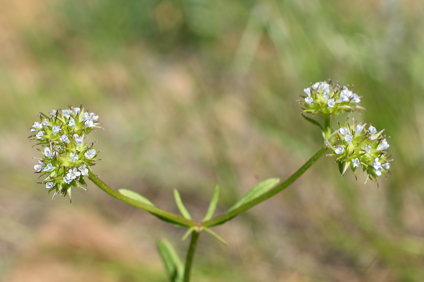 Изображение особи Valerianella dactylophylla.