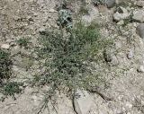 Scrophularia variegata. Цветущее растение. Дагестан, Левашинский р-н, окр. с. Цудахар, каменистый склон. 1 июня 2019 г.