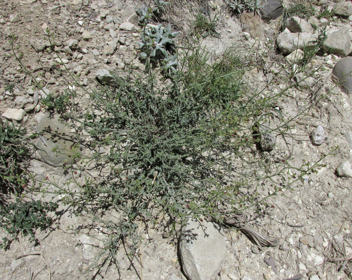 Image of Scrophularia variegata specimen.