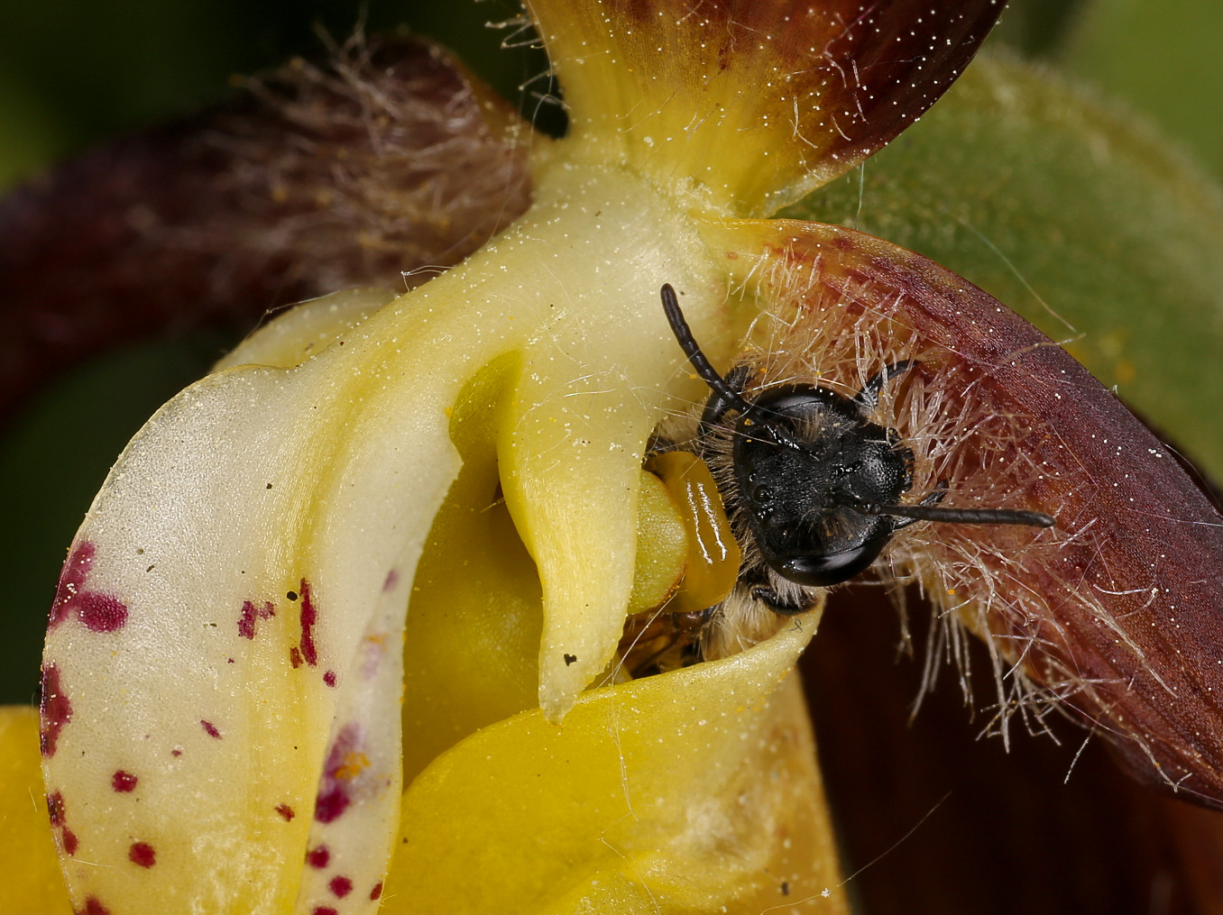 Image of Cypripedium calceolus specimen.