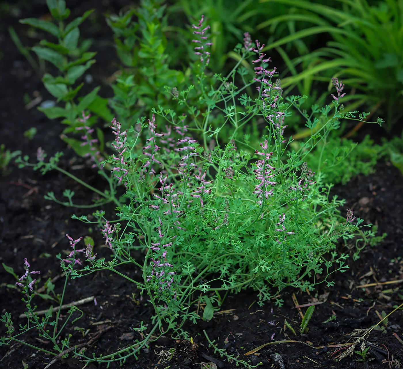 Изображение особи Fumaria officinalis.