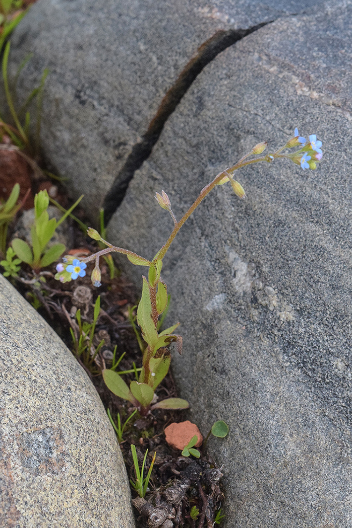 Изображение особи Myosotis baltica.