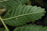 Rhus coriaria