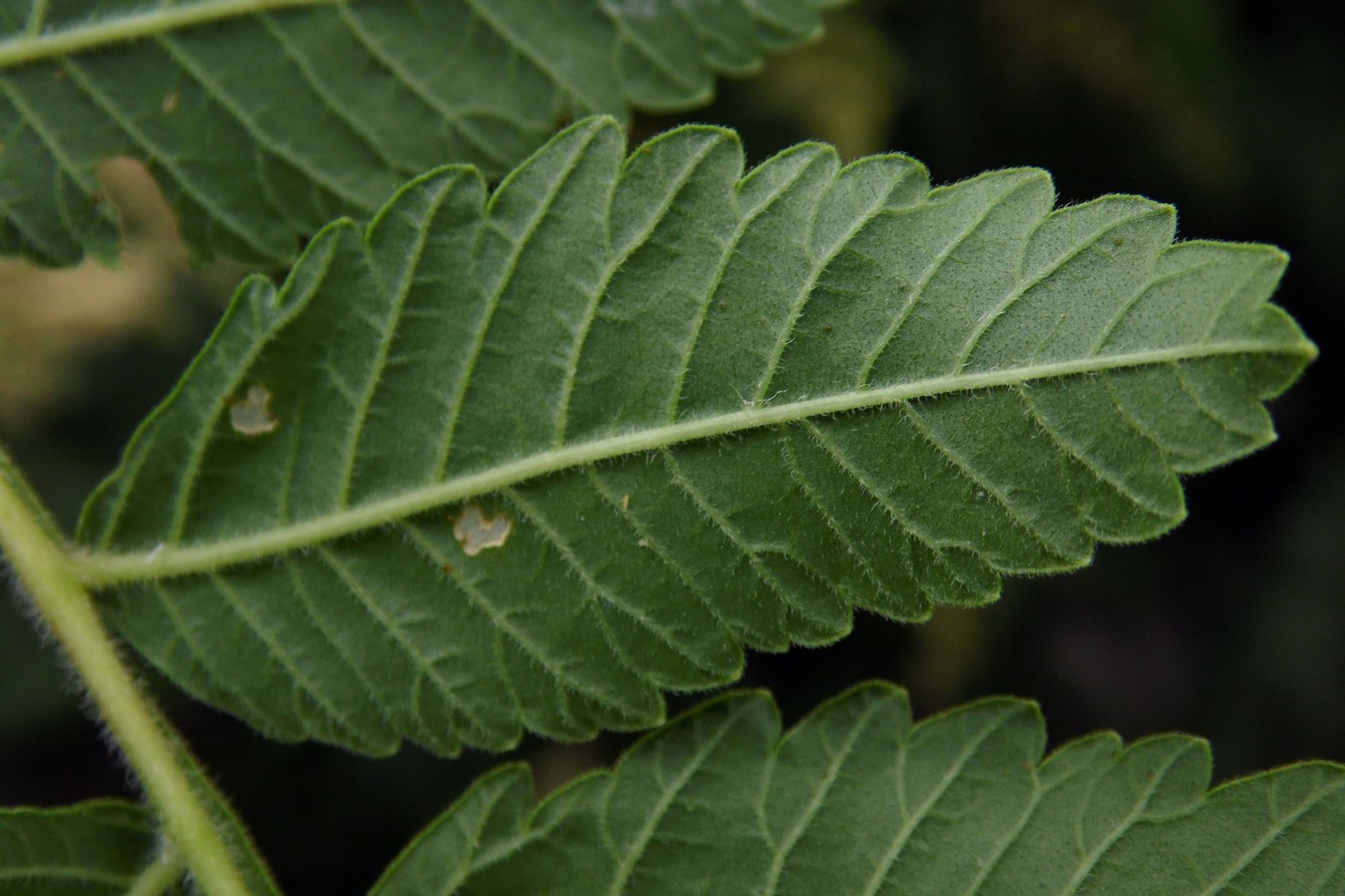 Изображение особи Rhus coriaria.