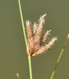 Bolboschoenus glaucus