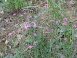 Dianthus deltoides