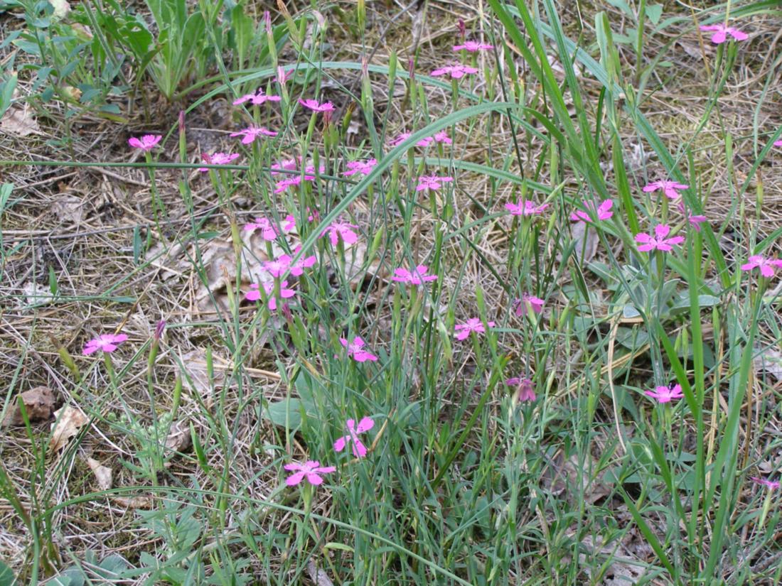 Изображение особи Dianthus deltoides.