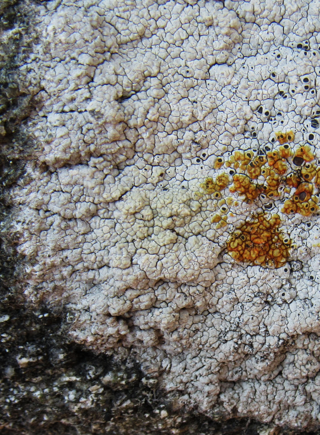 Image of Aspicilia cinerea specimen.