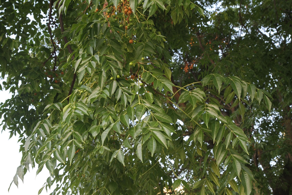 Image of Melia azedarach specimen.