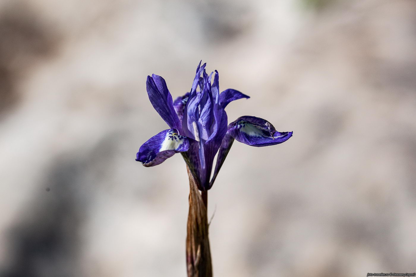 Изображение особи Moraea sisyrinchium.