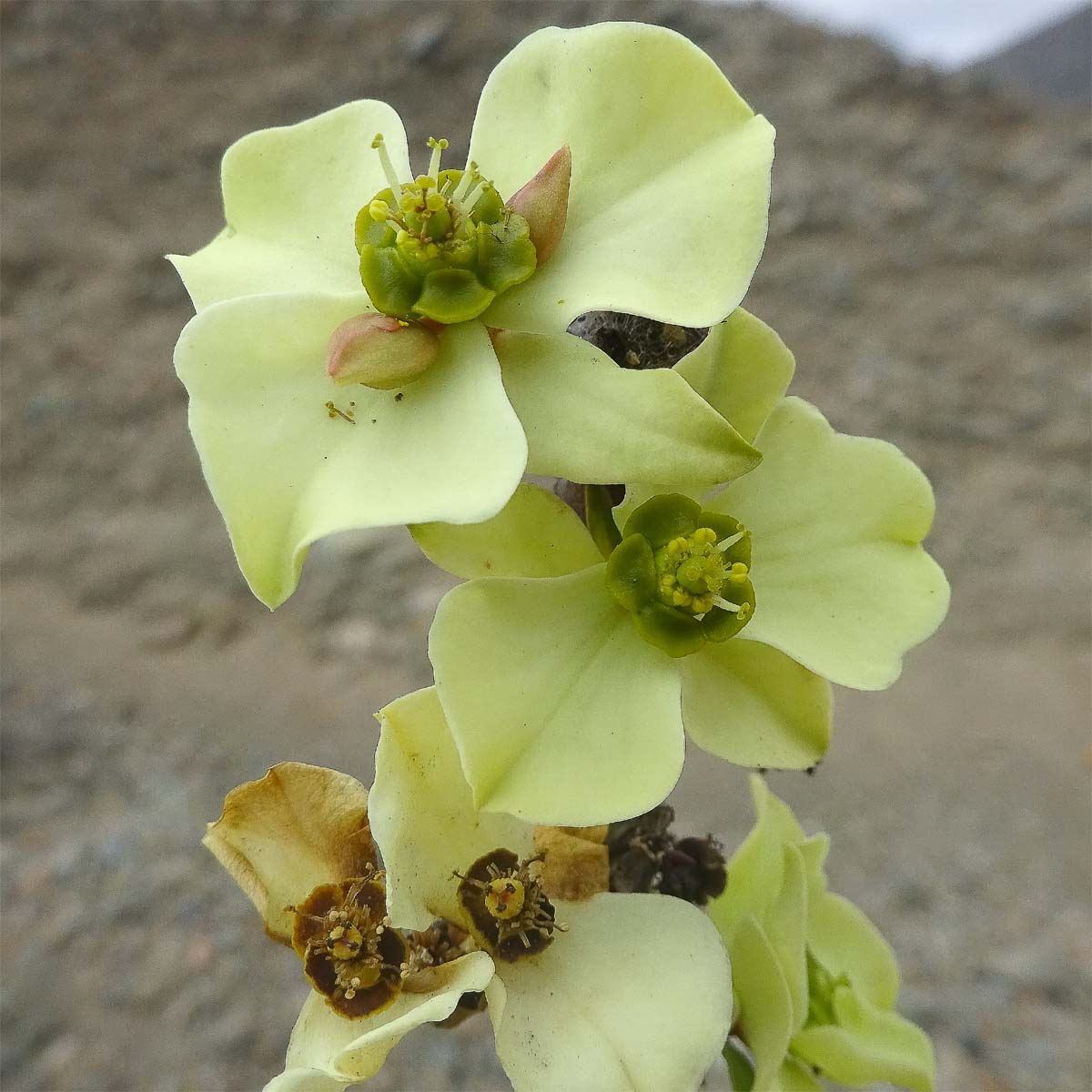 Image of Euphorbia lactiflua specimen.