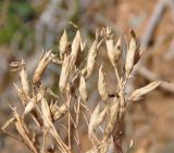 genus Dianthus. Часть высохшего соплодия. Республика Кипр, Троодос (Τρόοδος), ≈ 1700 м н.у.м., на краю пешеходной тропы \"Аталанти\" (μονοπάτι Αταλάντη). 10.11.2019.