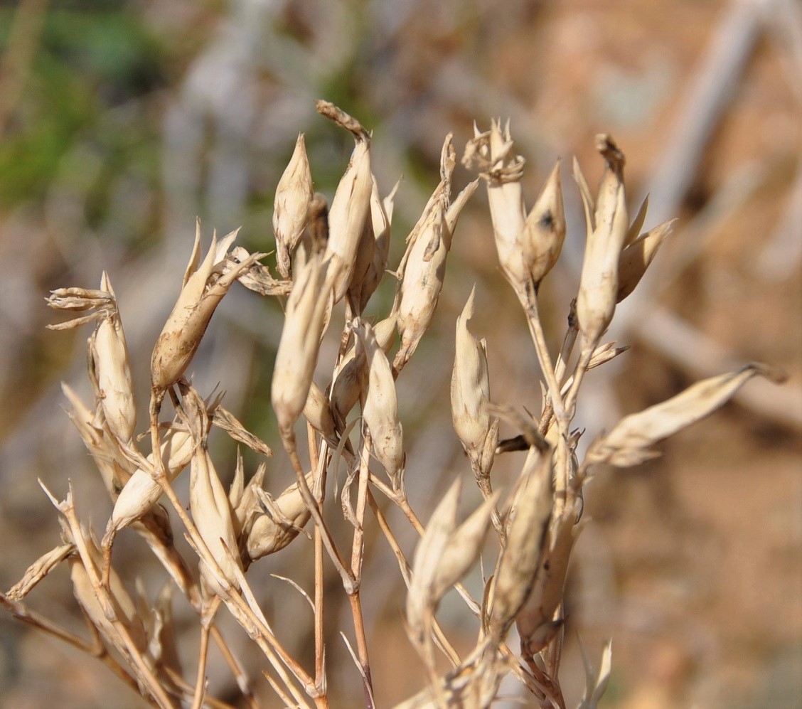 Image of genus Dianthus specimen.