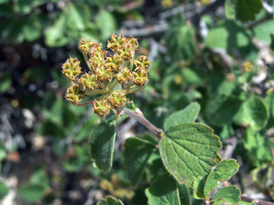 Image of Spiraea pilosa specimen.