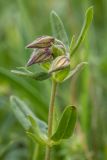 Helianthemum ovatum. Верхушка растения с бутонами. Краснодарский край, Мостовский р-н, окр. пос. Узловой, ю.-з. отрог горы Асбестная, субальпийский луг. 15.06.2019.