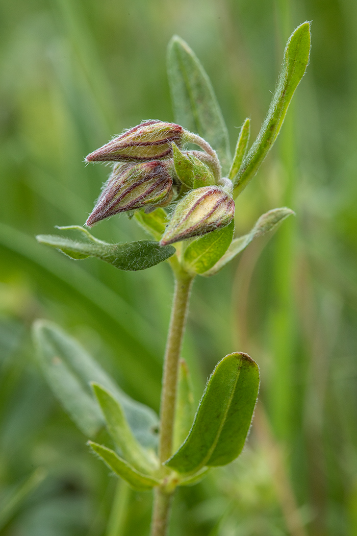 Image of Helianthemum ovatum specimen.