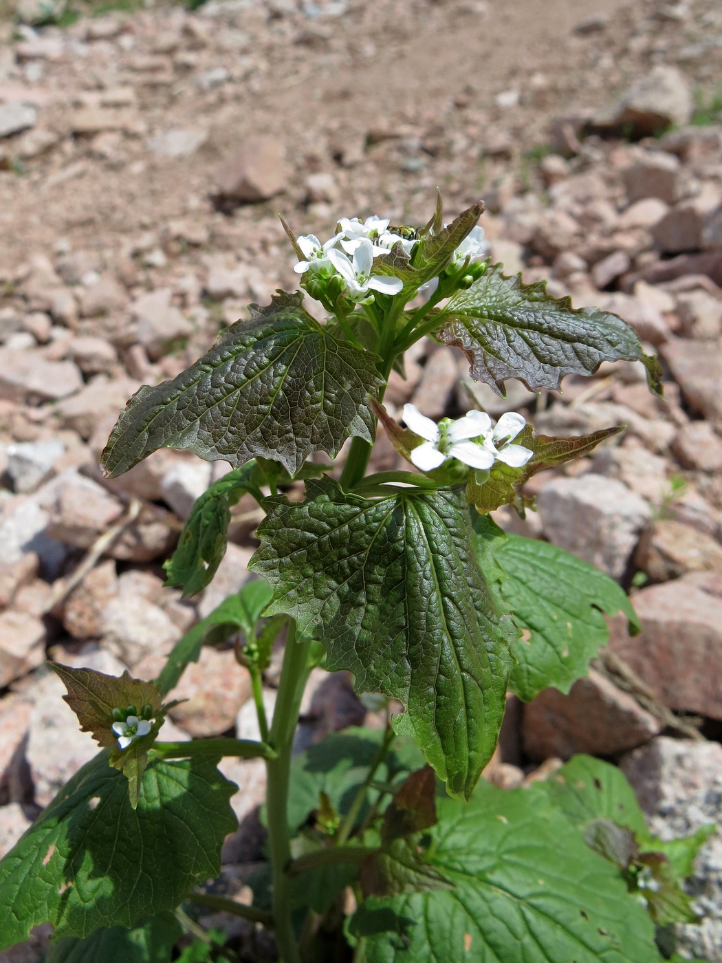 Image of Alliaria petiolata specimen.