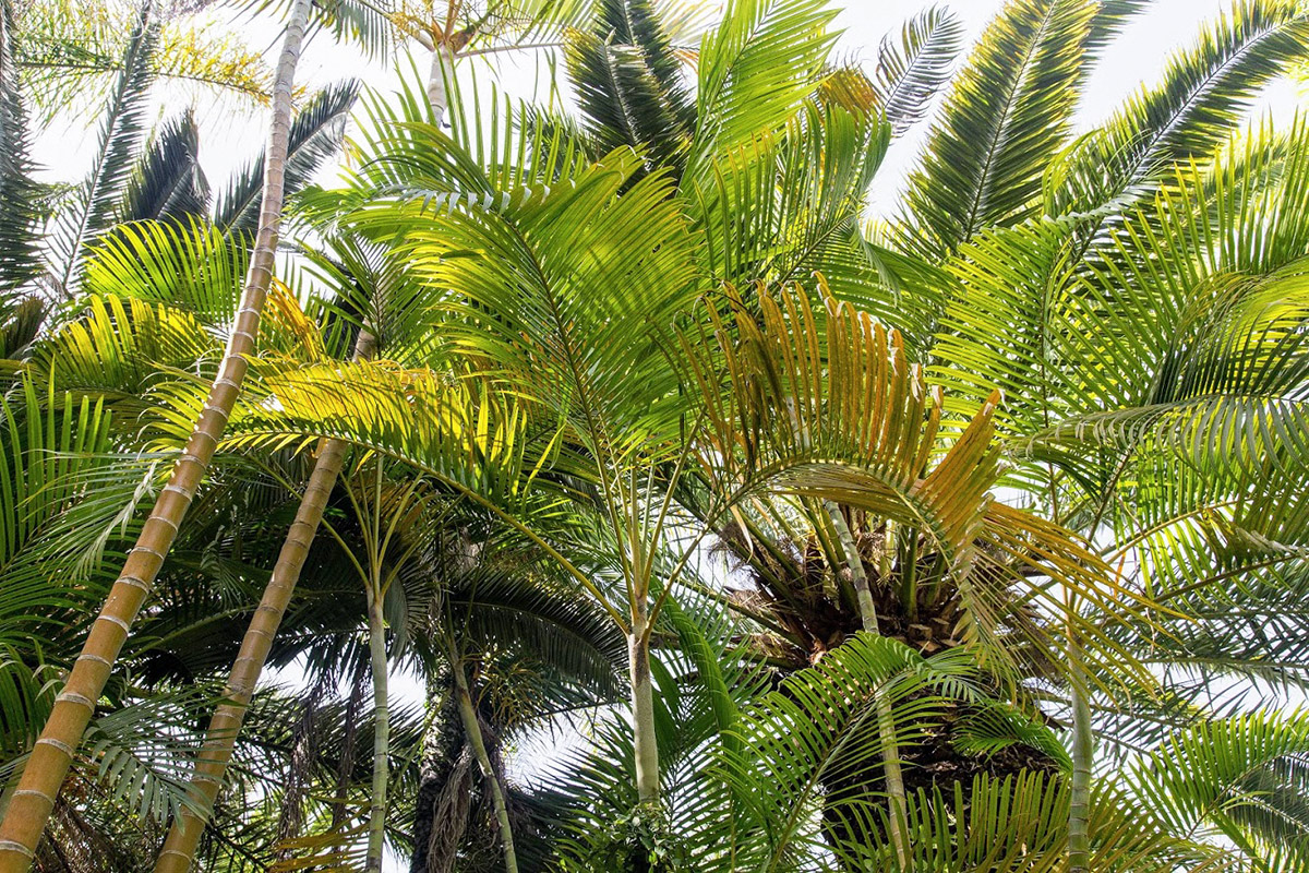 Изображение особи Dypsis lutescens.