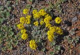 Odontarrhena obovata