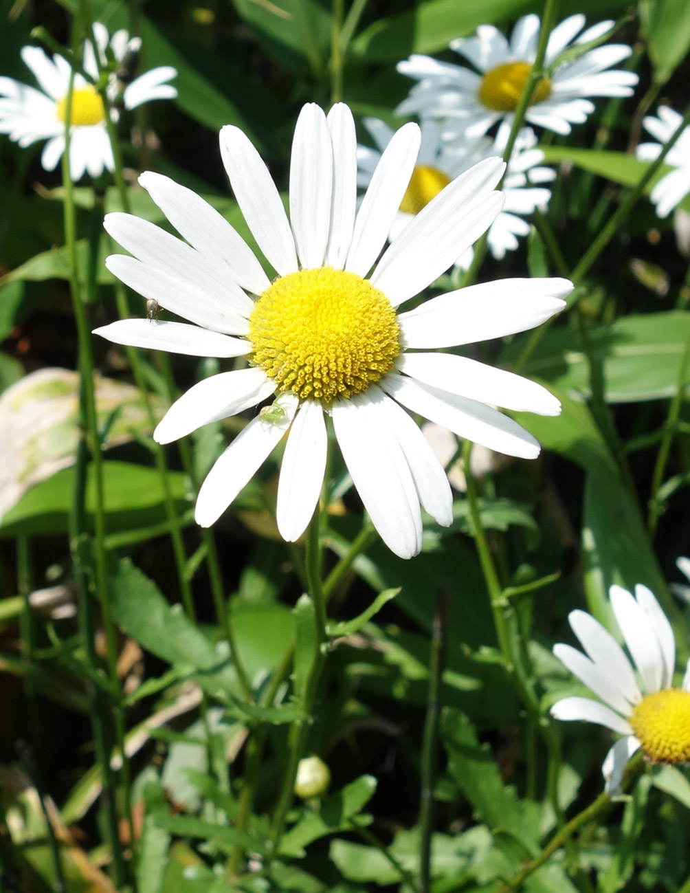 Изображение особи Leucanthemum ircutianum.