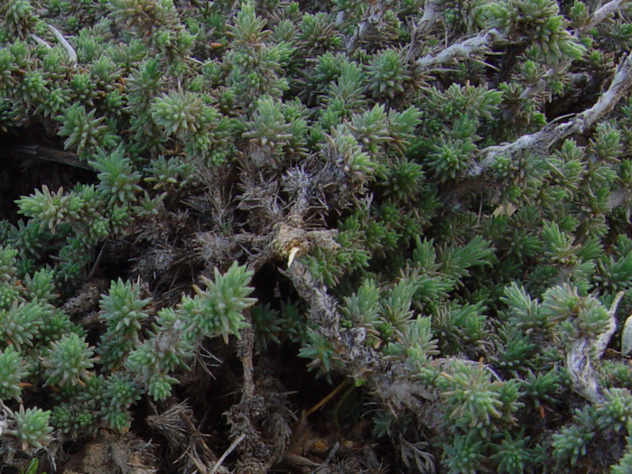 Image of Camphorosma monspeliaca specimen.