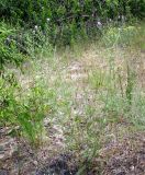 Centaurea borysthenica