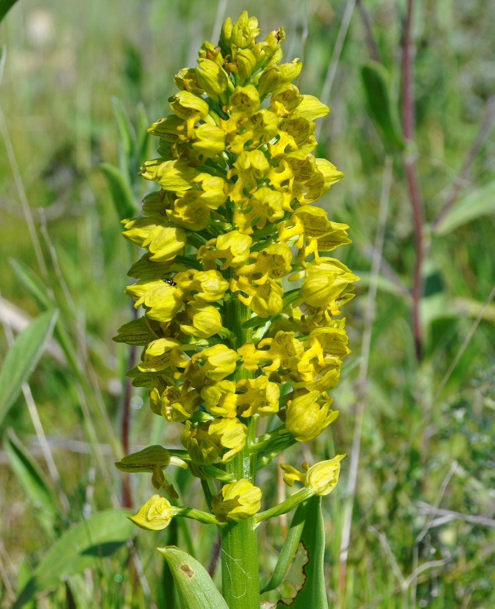 Изображение особи Orchis punctulata.