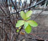 род Spiraea. Верхушка побега с листьями. Украина, г. Хмельницкий, ж.-д. вокзал, в культуре. 04.01.2020.