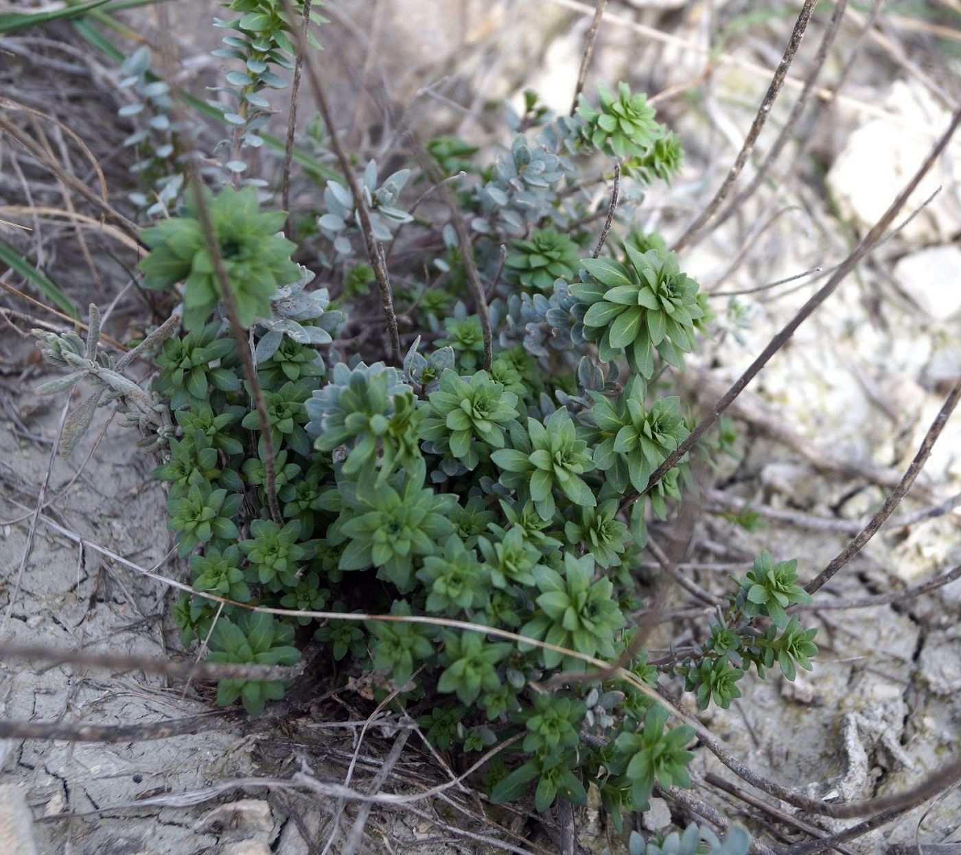 Изображение особи Haplophyllum suaveolens.