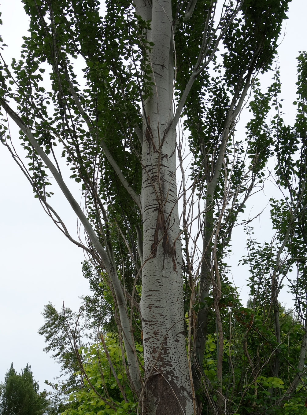 Image of Populus alba specimen.