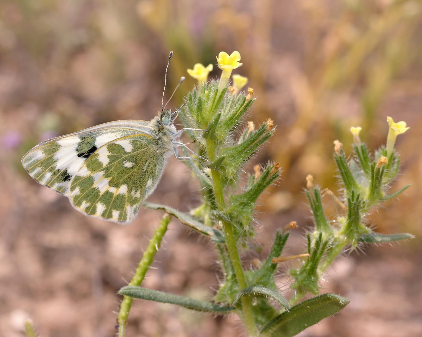 Image of Arnebia decumbens specimen.