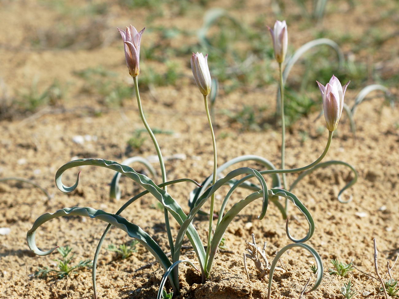 Image of Tulipa sogdiana specimen.