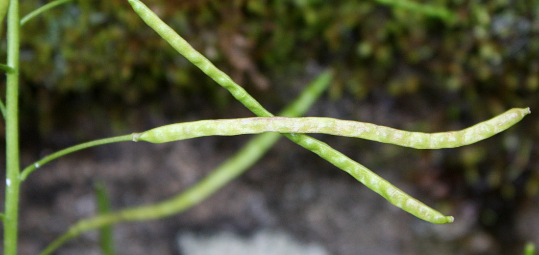 Image of Arabis alpina specimen.