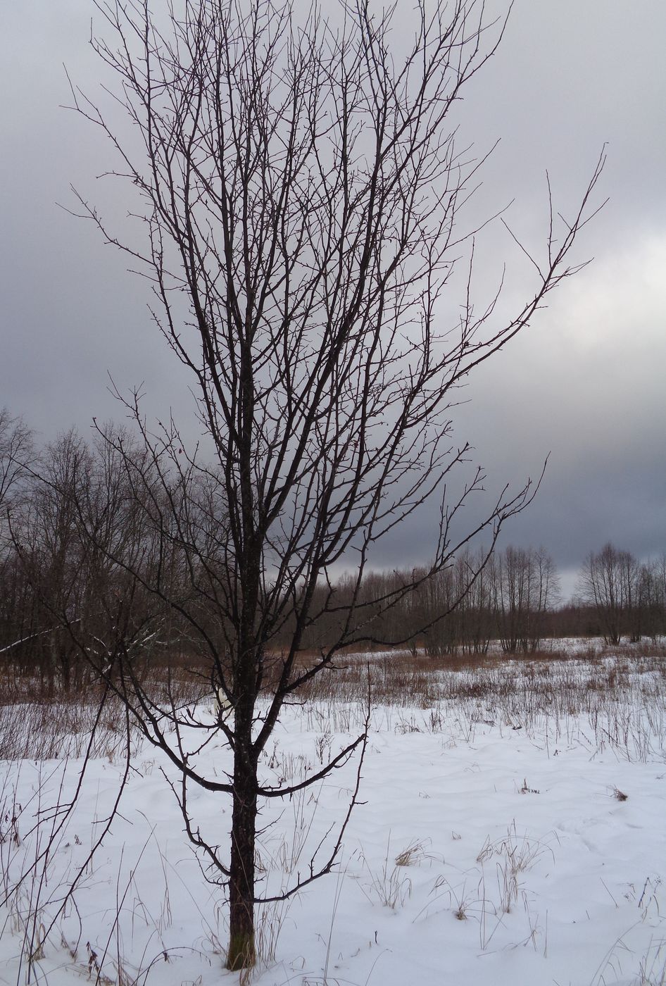 Изображение особи Malus domestica.