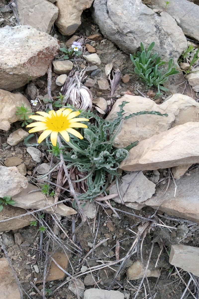 Image of genus Scorzonera specimen.