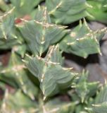 Orbea lutea ssp. vaga