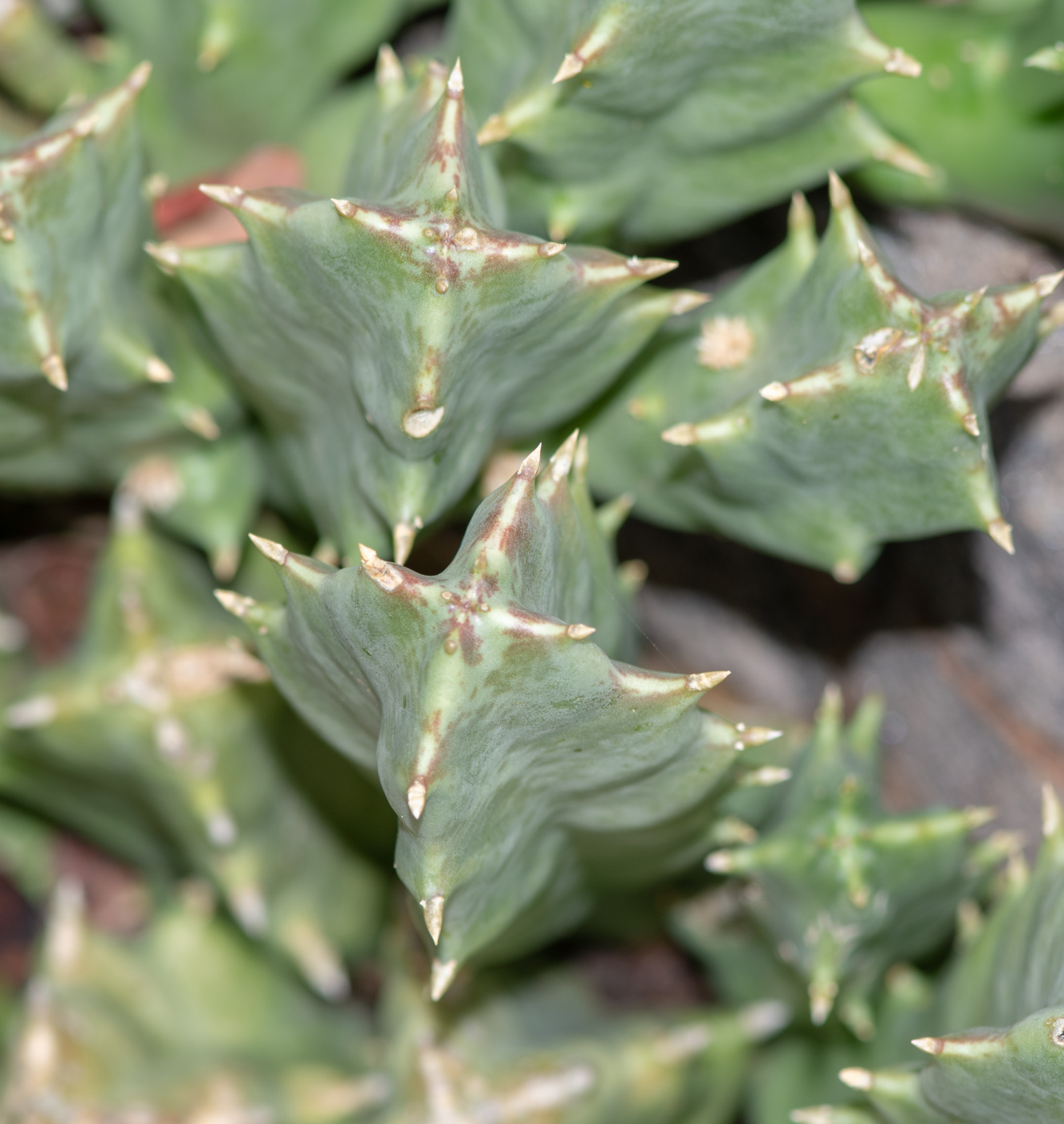 Image of Orbea lutea ssp. vaga specimen.