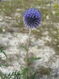 Echinops ruthenicus