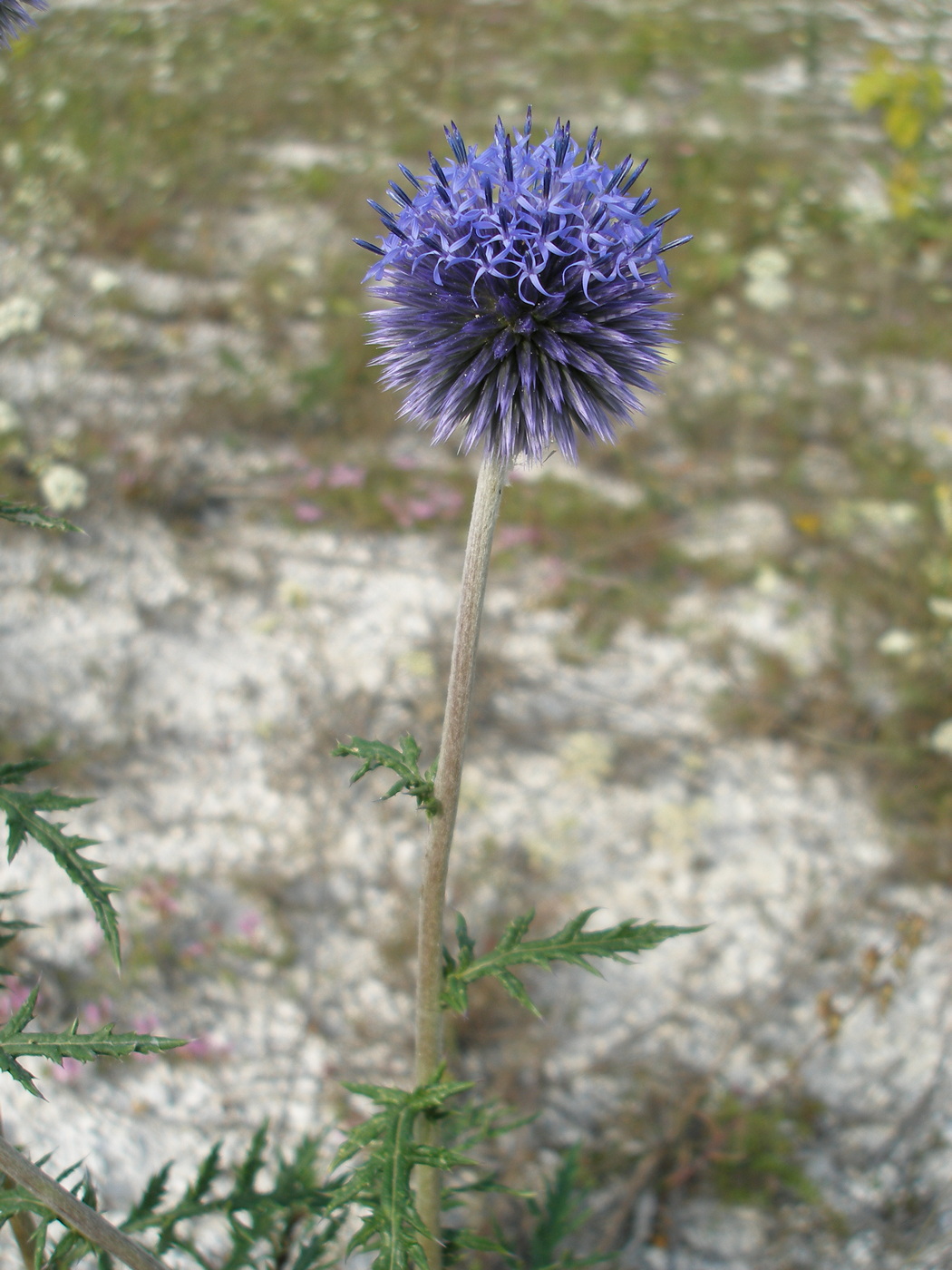 Image of Echinops biebersteinii specimen.