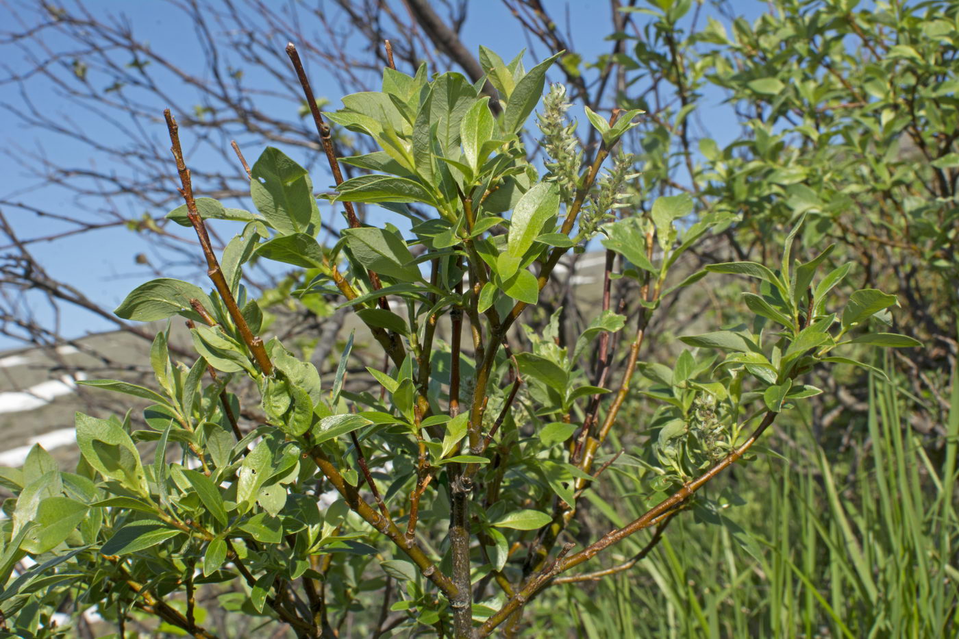 Image of Salix uralicola specimen.