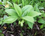 Polygonatum acuminatifolium. Цветущее и вегетирующее растения. Приморский край, Шкотовский р-н, с. Анисимовка, берег р. Суходол, в тополёвнике из Populus suaveolens. 18.06.2020.
