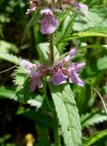 Stachys aspera. Часть соцветия и листья. Хабаровский край, окр. с. Галкино, берег озера. 22.07.2019.