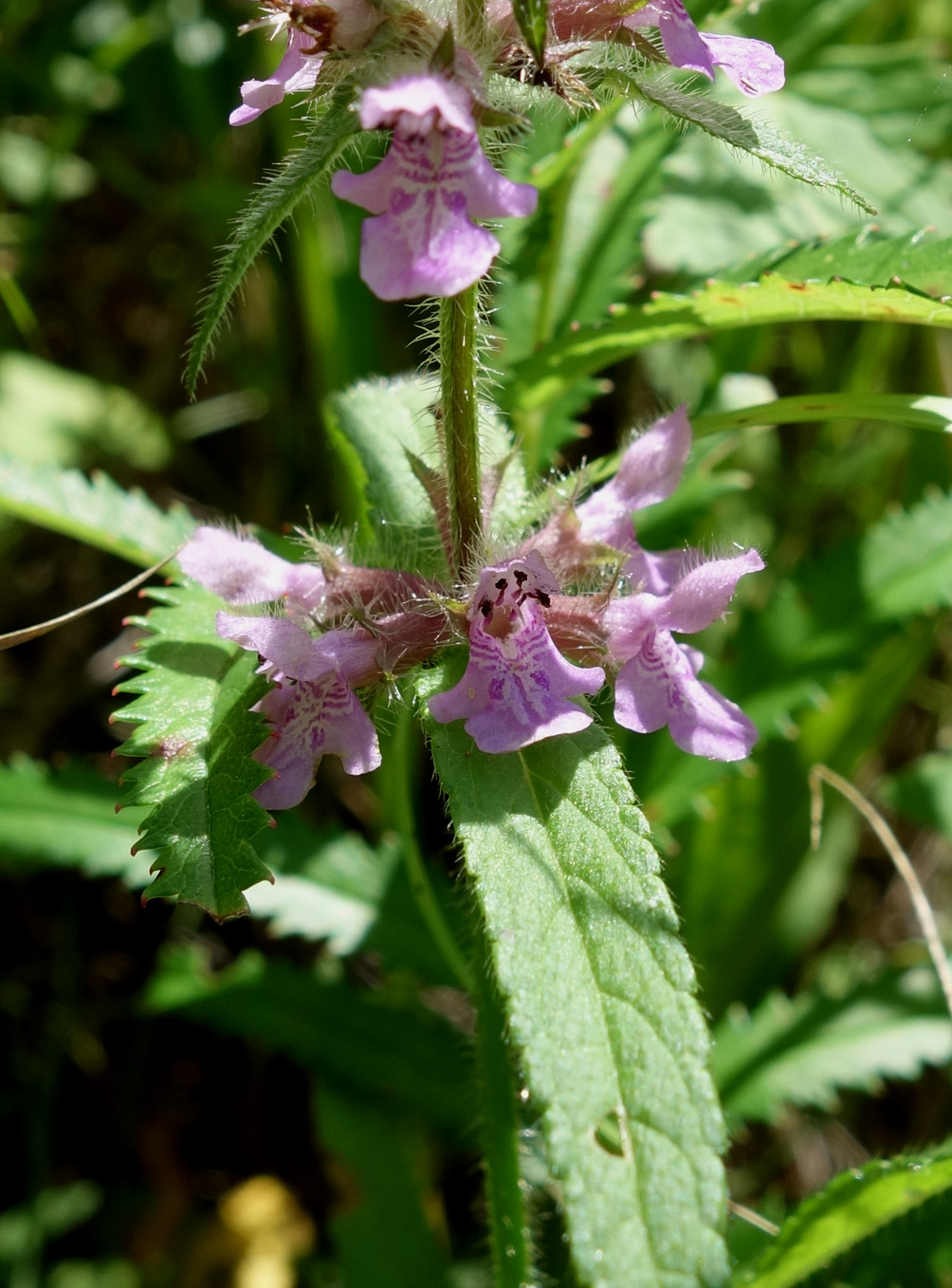 Изображение особи Stachys aspera.