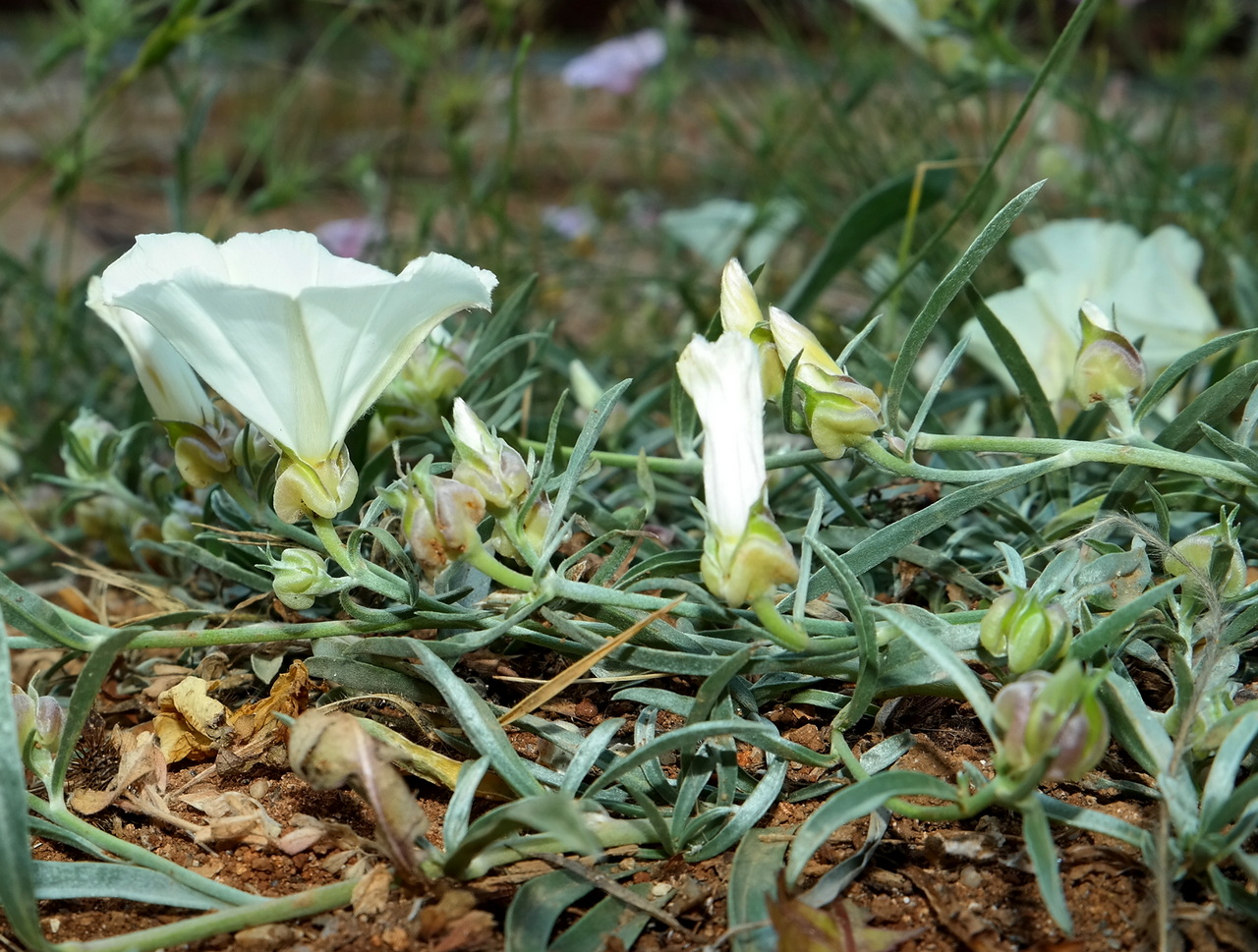 Изображение особи Convolvulus holosericeus.