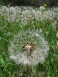 Taraxacum pseudomurbeckianum